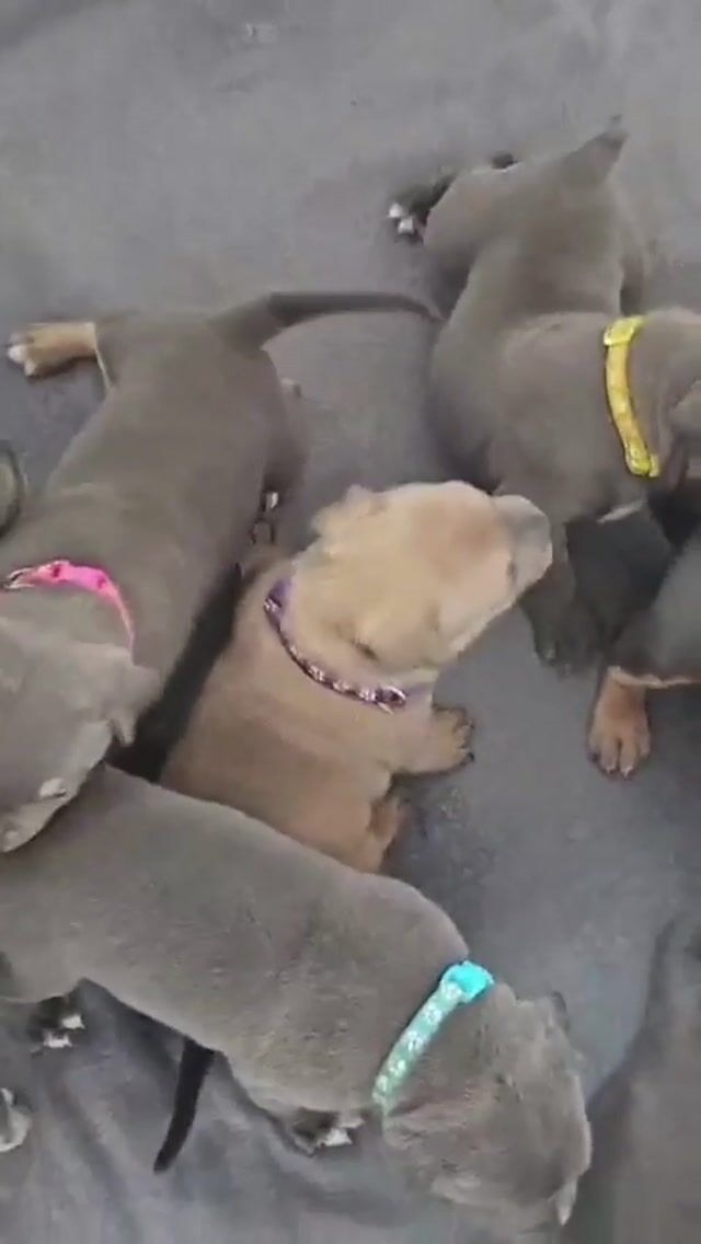 American bully