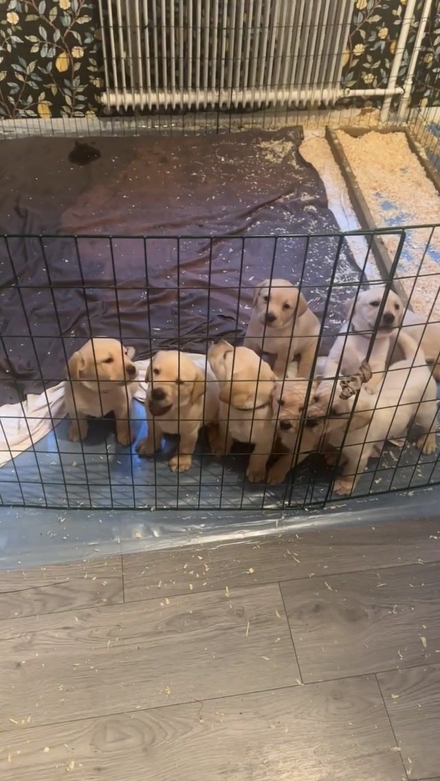 Labrador retriever · Backaryd · Bäckasjös uppfödning