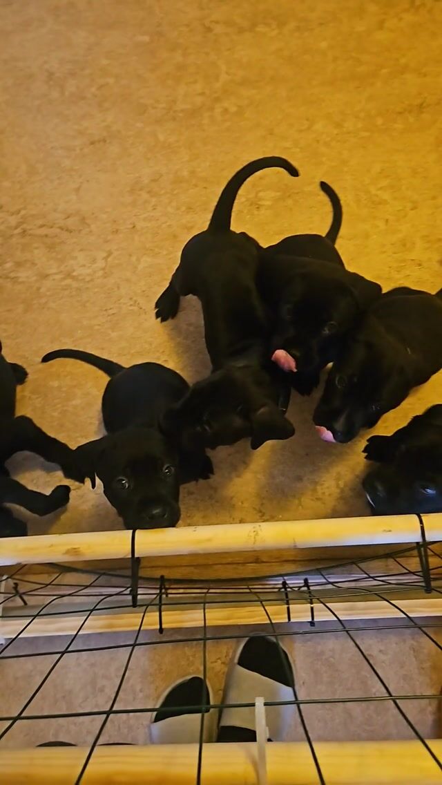 Cane corso · Angered · Annika Å.