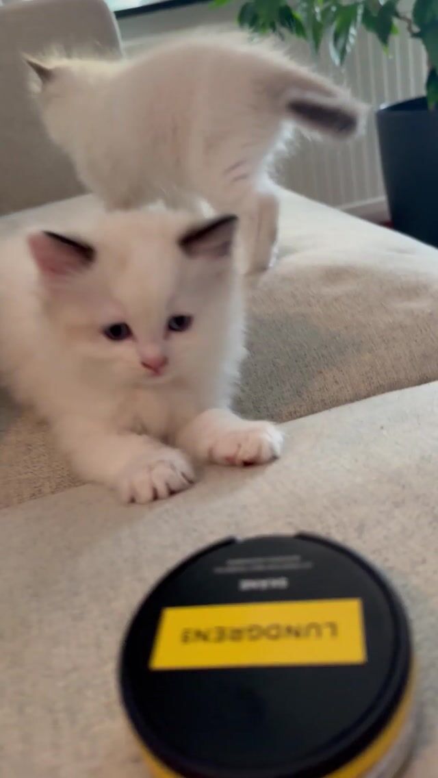 Ragdoll