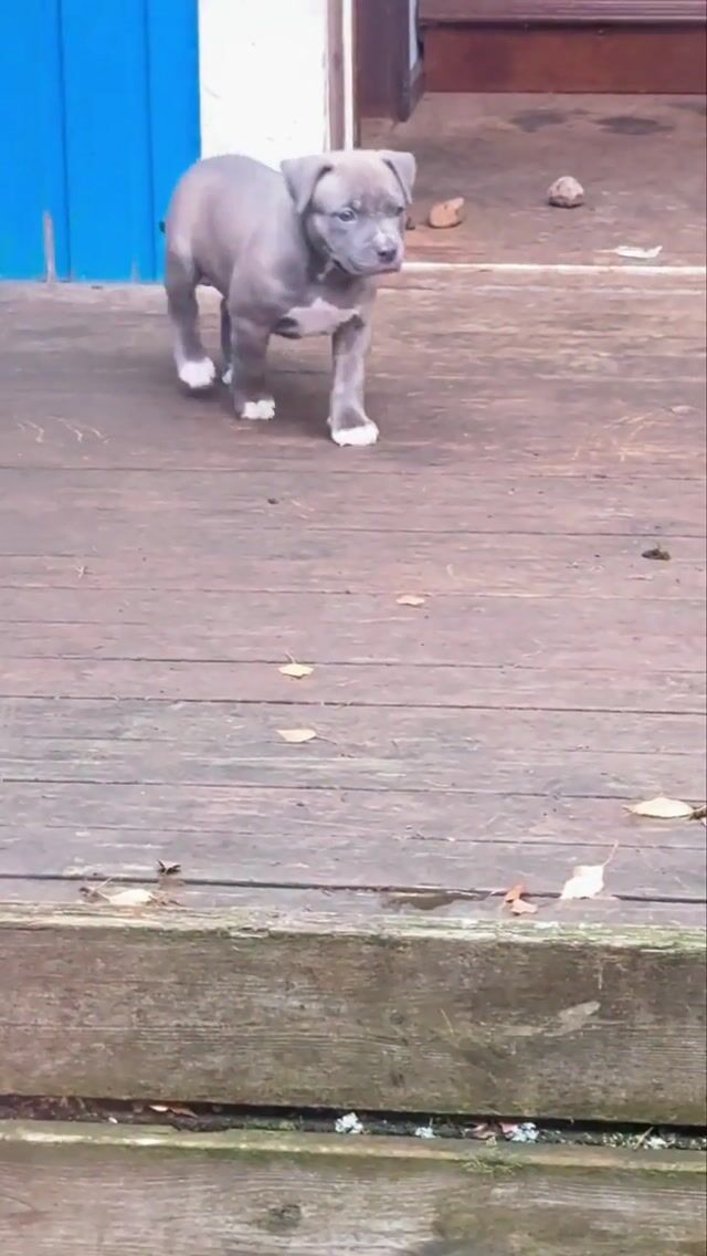 American bully