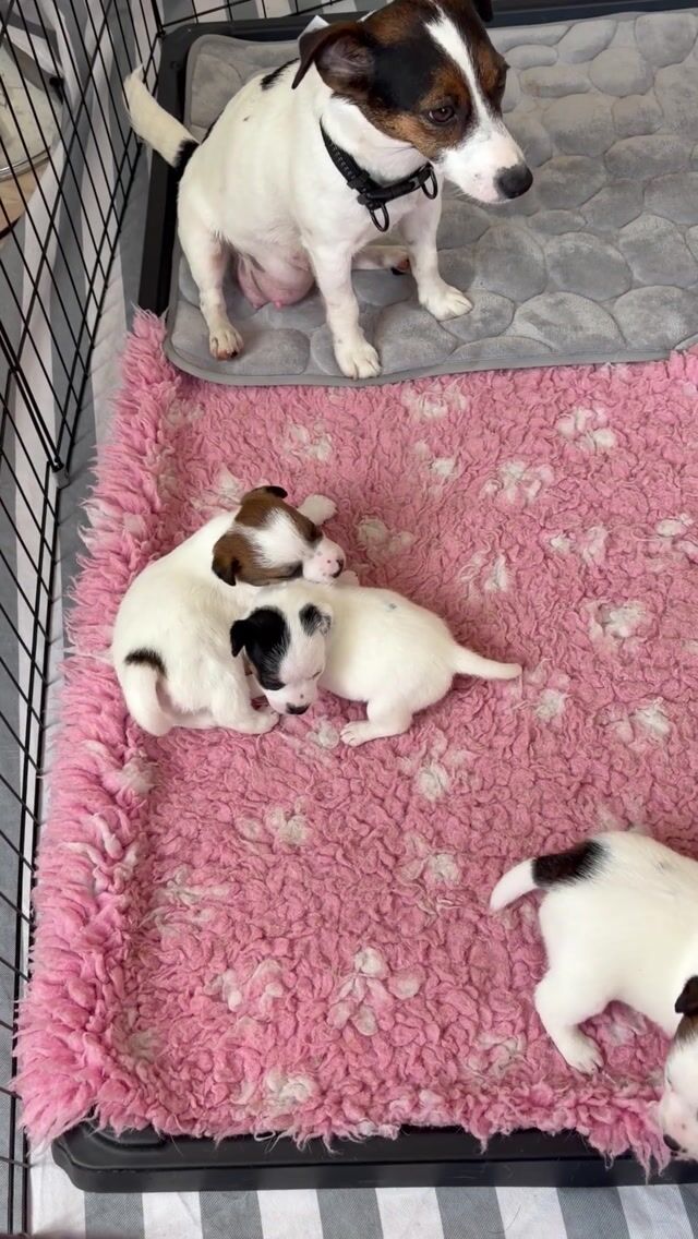 Jack Russell terrier · Danderyd · Djursholms tassar
